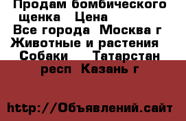Продам бомбического щенка › Цена ­ 30 000 - Все города, Москва г. Животные и растения » Собаки   . Татарстан респ.,Казань г.